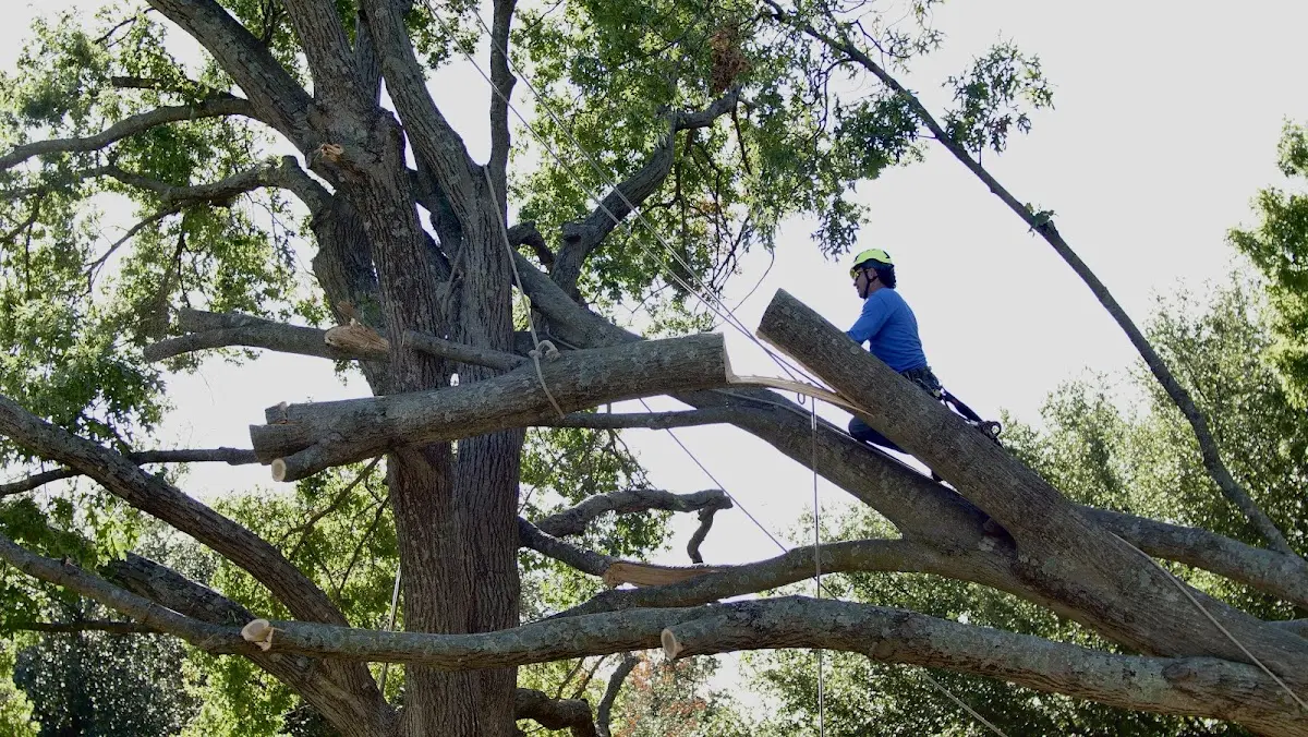 Professional Hazardous Tree Removal performed by certified arborists in Bathgate