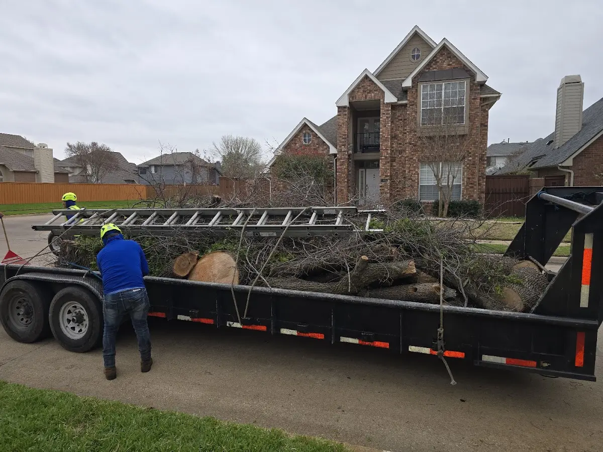 Expert Tree Fertilization with proper safety equipment in Bathgate